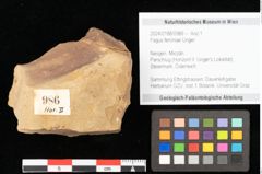 Foto (Objekt + Etikett) von Fagus sp. (NHMW-GEO-2024-0188-0986)